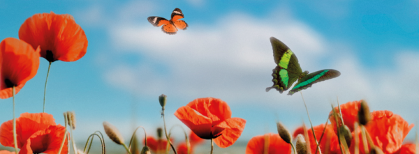 Header met vlinders - palliatief advies team