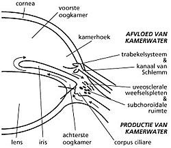 Glaucoom Glaucoom